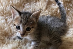 Koko Savannah F-3C BST Female DOB 8-7-19