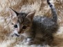 Koko Savannah F-3C BST Female DOB 8-7-19