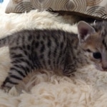 Savannah, F-3C, BST, Female, DOB 8-7-19