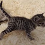 Savannah, F-3C, BST, Female, DOB 8-7-19