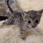 Savannah, F-3C, BST, Female, DOB 8-7-19