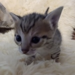 Savannah, F-3C, BST, Female, DOB 8-7-19