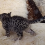 Savannah, F-3C, BST, Female, DOB 8-7-19