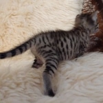 Savannah, F-3C, BST, Female, DOB 8-7-19