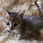 Savannah, F-3C, BST, Female, DOB 8-7-19