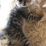 Savannah, F-3C, BST, Female, DOB 8-7-19