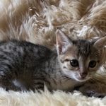 Savannah, F-3C, BST, Female, DOB 8-7-19