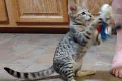 Cannon Savannah F-3C BST Male #1 DOB 5-1-23