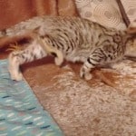 Savannah F-3C Brown Spotted