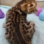 Savannah F-3C Male DOB 5-1-23