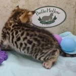 Savannah F-3C Male DOB 5-1-23