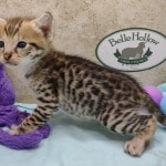 Savannah F-3C Male DOB 5-1-23