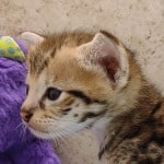 Savannah F-3C Male DOB 5-1-23