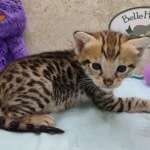 Savannah F-3C Male DOB 5-1-23