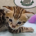 Savannah F-3C Male DOB 5-1-23