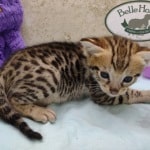 Savannah F-3C Male DOB 5-1-23