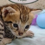 Savannah F-3C Male DOB 5-1-23