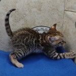 Savannah F-3C Male DOB 5-1-23