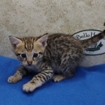 Savannah F-3C Male DOB 5-1-23