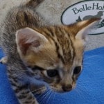 Savannah F-3C Male DOB 5-1-23