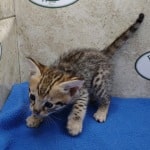 Savannah F-3C Male DOB 5-1-23