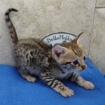 Savannah F-3C Male DOB 5-1-23