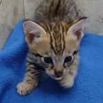 Savannah F-3C Male DOB 5-1-23