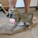 F-3C savannah male Brown spotted