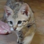 F-3C savannah male Brown spotted