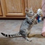 F-3C savannah male Brown spotted