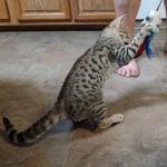 F-3C savannah male Brown spotted