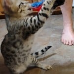 F-3C savannah male Brown spotted