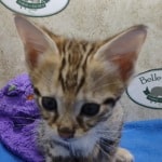 savannah-F-3C-kitten-for-sale-Male