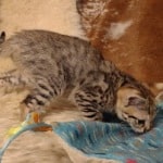 savannah-F-3C-male-1