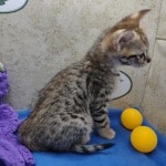 savannah-F-3C-male-kitten