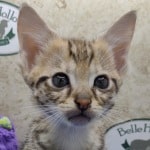 savannah-kitten-for-sale