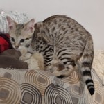 F-3C BST Savannah kitten Male