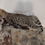 F-3C BST Savannah kitten Male