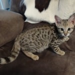 F-3C BST Savannah kitten Male