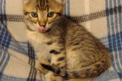 Savannah F-3C BST Male #1 DOB 5-9-21