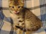 Savannah F-3C BST Male #1 DOB 5-9-21