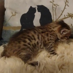 Savannah F-3C male DOB 5-9-21