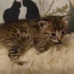 Savannah F-3C male DOB 5-9-21