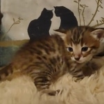 Savannah F-3C male DOB 5-9-21