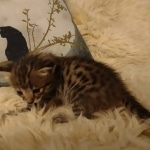 Savannah F-3C male DOB 5-9-21