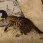 Savannah F-3C male DOB 5-9-21