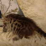 Savannah F-3C male DOB 5-9-21