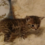 Savannah F-3C male DOB 5-9-21