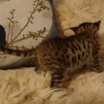 Savannah F-3C male DOB 5-9-21