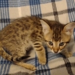 Savannah F-3C male DOB 5-9-21